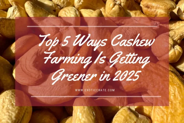 Top 5 Ways Cashew Farming Is Getting Greener in 2025