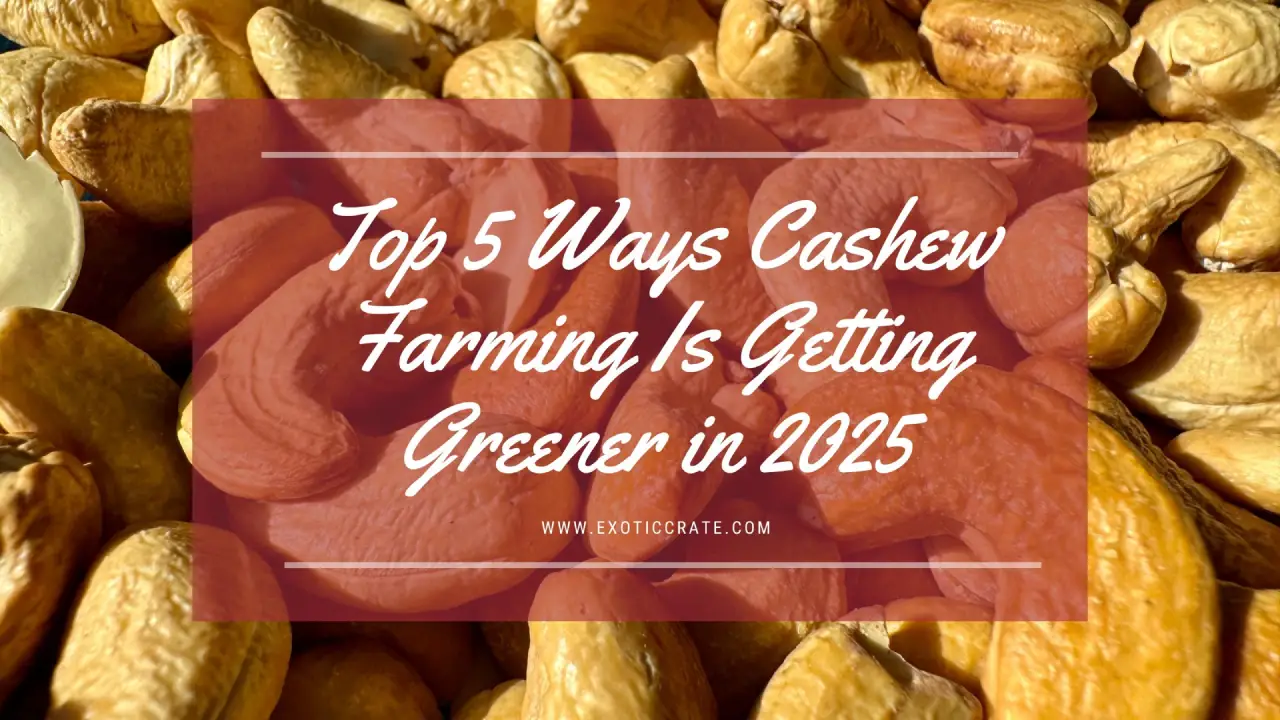 Cashew